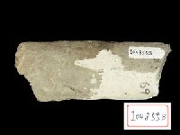 藏品(犀肋骨)的圖片